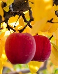 Meet Your Apple Growers