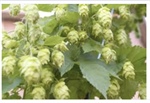 Central Washington State - the “Hub of Hops”